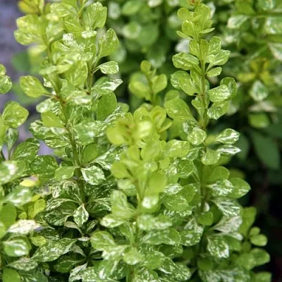 Барбарис ПАУ ВАУ тунберга  Барбарис ПАУ ВАУ тунберга в Пскове