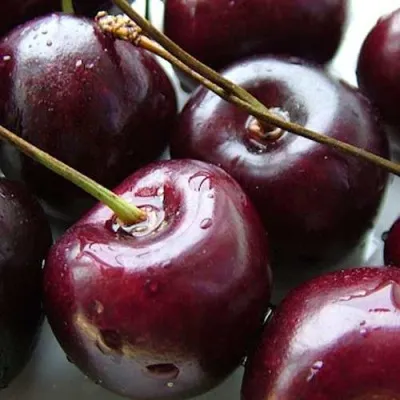 Черешня РОССОШАНСКАЯ КРУПНАЯ — описание сорта Черешня РОССОШАНСКАЯ КРУПНАЯ в Пскове
