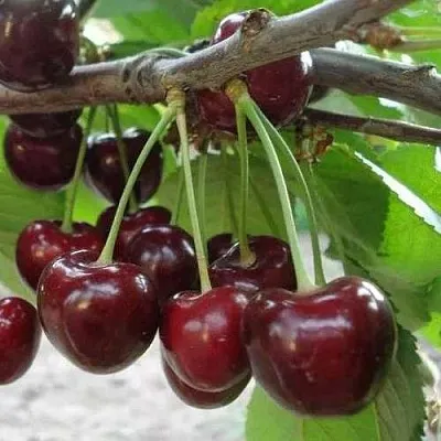 Черешня САММИТ  Черешня САММИТ в Пскове