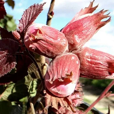 Фундук АЛЫЙ ПАРУС  Фундук АЛЫЙ ПАРУС в Пскове