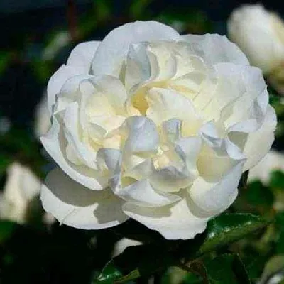 Саженцы роз ВАЙТ МЕЙДИЛАНД почвопокровная в Пскове