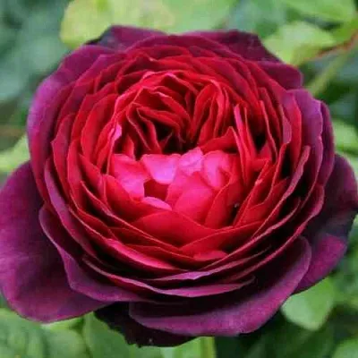 Саженцы роз АСТРИД ГРАФИН ФОН ХАРДЕНБЕРГ шраб в Пскове