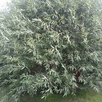 Ива СЕРЕБРИСТАЯ в Пскове