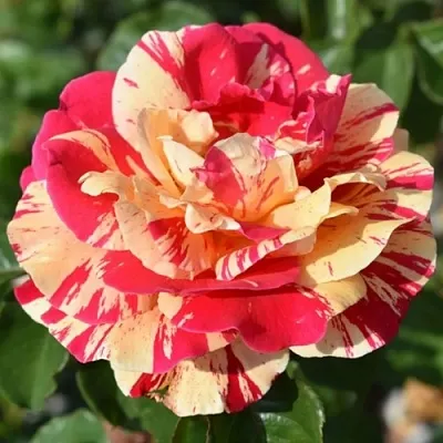 Саженцы роз ВАНИЛЛА ФРАЙЗ плетистая  Саженцы роз ВАНИЛЛА ФРАЙЗ плетистая в Пскове