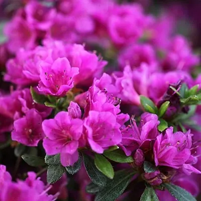 Азалия ХИРОКА японская  Азалия ХИРОКА японская в Пскове