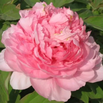 Пион ИМПЕРАТОРСКАЯ НАЛОЖНИЦА древовидный в Пскове