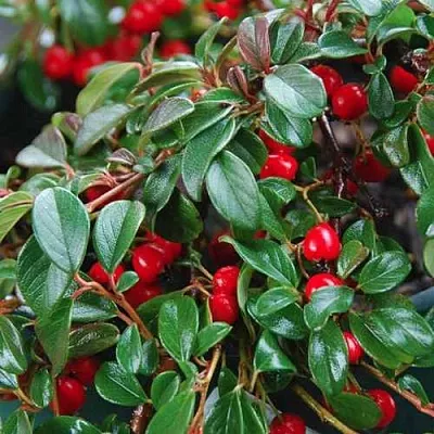 Кизильник Даммера в Пскове