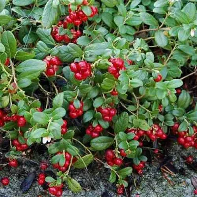 Брусника ЭРТЕЗЕГЕН в Пскове