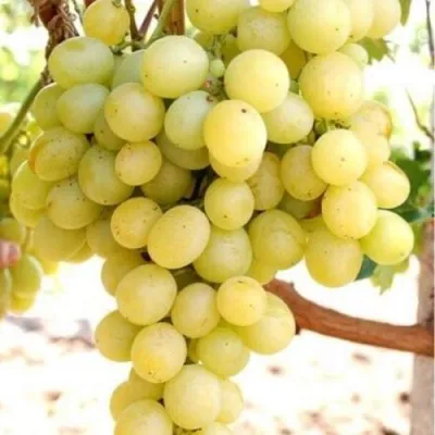Виноград ТАЛИСМАН в Пскове