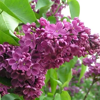 Сирень ДЕНЬ ПОБЕДЫ в Пскове