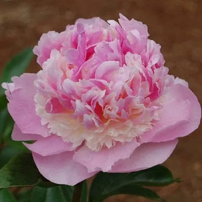 Пион ЭНДЖЕЛ ЧИКС травянистый  Пион ЭНДЖЕЛ ЧИКС травянистый в Пскове