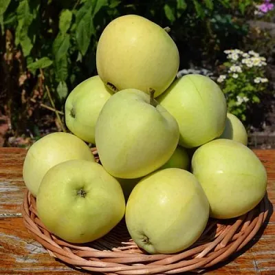 Яблоня ПАПИРОВКА  Яблоня ПАПИРОВКА в Пскове