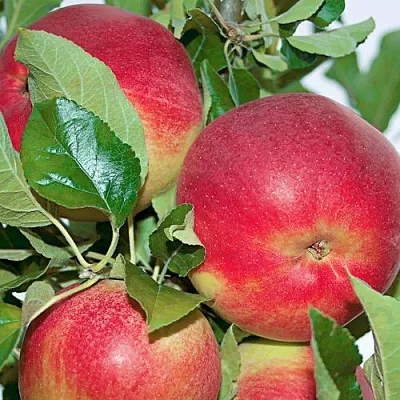 Яблоня СЕНАТОР колонновидная  Яблоня СЕНАТОР колонновидная в Пскове