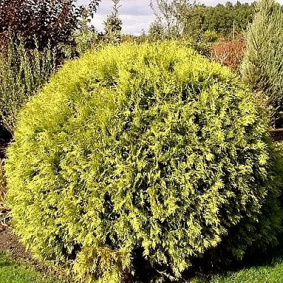 Туя ГЛОБОЗА АУРЕА западная в Пскове