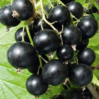 Смородина черная АРАПКА в Пскове