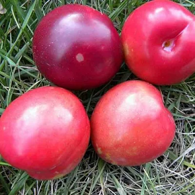 Плумкот БИРИКОККОЛО НОСТРАНО  Плумкот БИРИКОККОЛО НОСТРАНО в Пскове