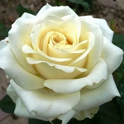 Саженцы роз ЭДВАНС чайно-гибридная в Пскове