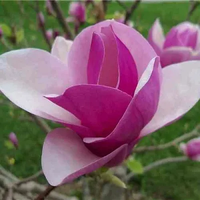 Магнолия СУЛАНЖА  Магнолия СУЛАНЖА в Пскове