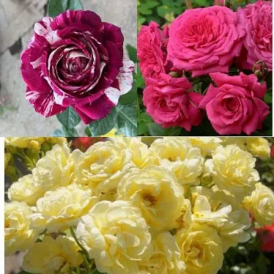 Комплект РОЗОВЫЙ АКЦЕНТ в Пскове