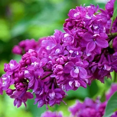 Сирень ОГНИ ДОНБАССА  Сирень ОГНИ ДОНБАССА в Пскове