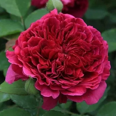 Саженцы роз ТЕСС ОФ ЗЕ ДЭРБЕРВИЛЛЬ английская в Пскове