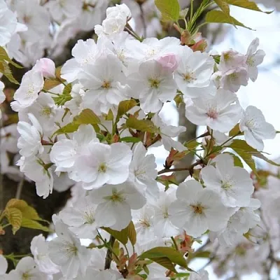 Сакура САНСЕТ БУЛЕВАРД  Сакура САНСЕТ БУЛЕВАРД в Пскове