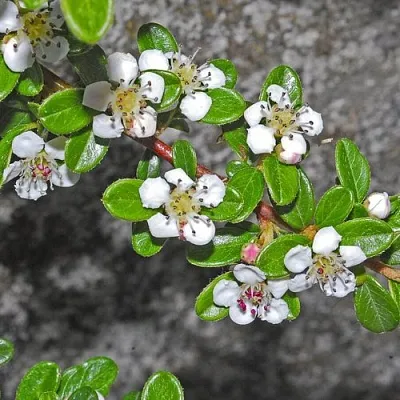 Кизильник ТАНГСТЕДТ горизонтальный   Кизильник ТАНГСТЕДТ горизонтальный  в Пскове