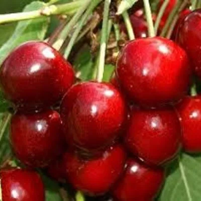 Черешня МИНЧАНКА — описание сорта Черешня МИНЧАНКА в Пскове