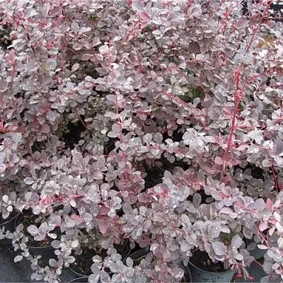 Барбарис СИЛЬВЕР МИЛЕС оттавский   Барбарис СИЛЬВЕР МИЛЕС оттавский  в Пскове