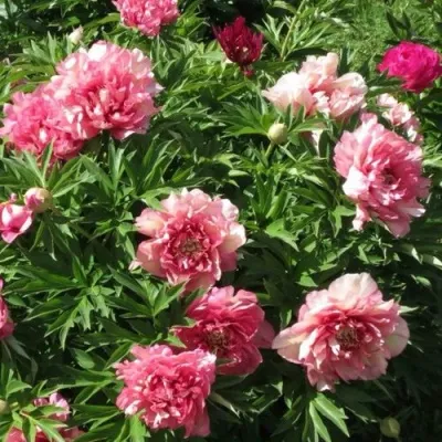 Пион ХИЛЛАРИ ито-гибрид в Пскове