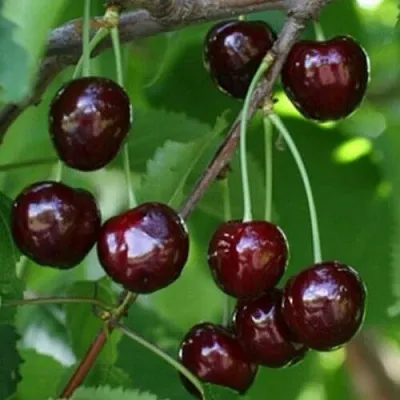 Черешня НАРОДНАЯ  Черешня НАРОДНАЯ в Пскове