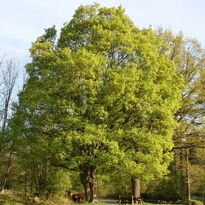 Клен полевой  Клен полевой в Пскове