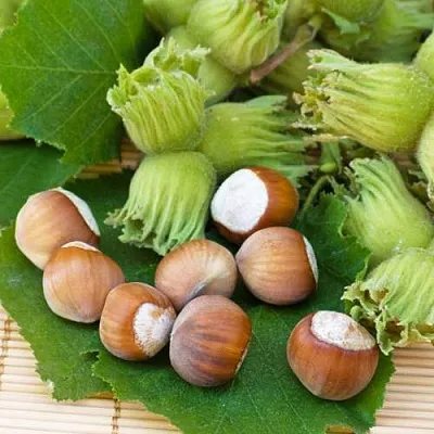 Фундук КРЕПКИЙ ОРЕШЕК  Фундук КРЕПКИЙ ОРЕШЕК в Пскове