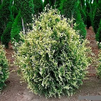 Туя ГОЛД ПЕРЛ западная в Пскове