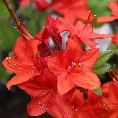 Азалия ПАРКФАЕР листопадная  Азалия ПАРКФАЕР листопадная в Пскове