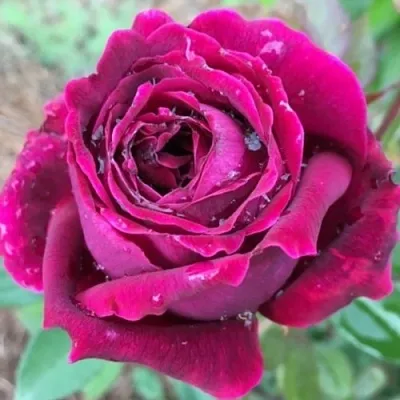 Саженцы роз РОЯЛ ПАЛАС японская в Пскове