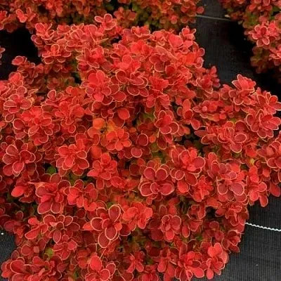 Барбарис РЕД ХОТ ЧИЛИ тунберга  Барбарис РЕД ХОТ ЧИЛИ тунберга в Пскове