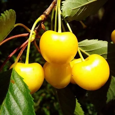 Черешня ЖУРБА в Пскове