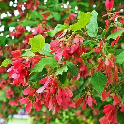 Клен татарский  Клен татарский в Пскове