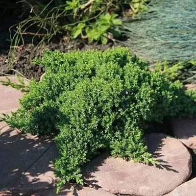 Можжевельник АВАСИ лежачий в Пскове