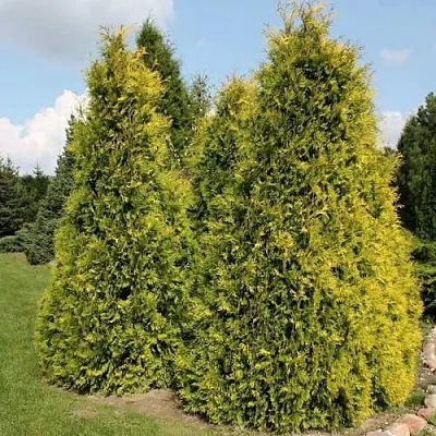 Туя АУРЕОСПИКАТА западная в Пскове