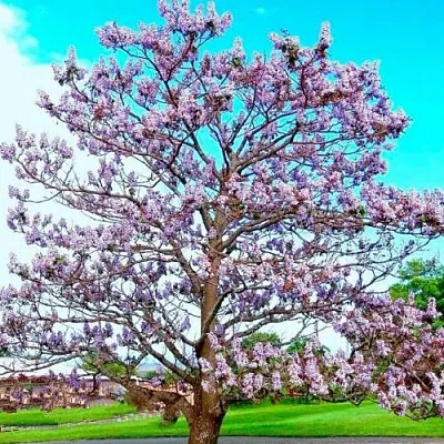 Павловния в Пскове