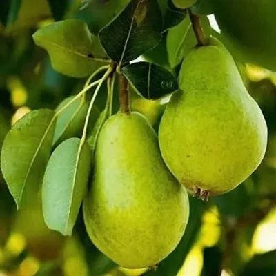 Груша СЕВЕРЯНКА колонновидная  Груша СЕВЕРЯНКА колонновидная в Пскове