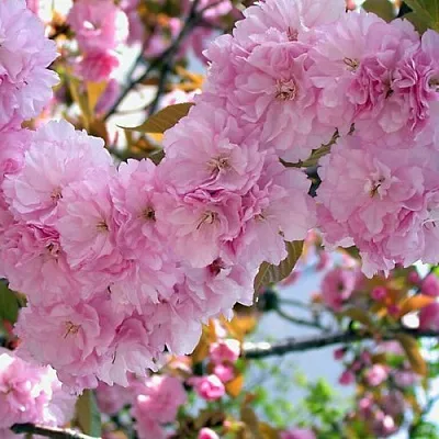 Сакура ОШИДАРЕ  Сакура ОШИДАРЕ в Пскове