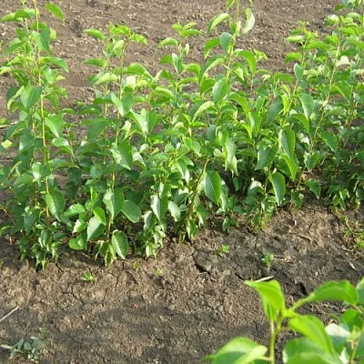 Подвой вишни АНТИПКА  Подвой вишни АНТИПКА в Пскове