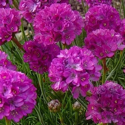 Армерия МОНИНГ СТАР ДИП РОУЗ  Армерия МОНИНГ СТАР ДИП РОУЗ в Пскове