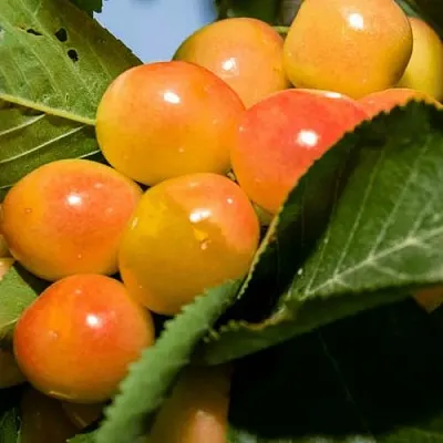 Дюк (черевишня) БЕЛОЧКА в Пскове