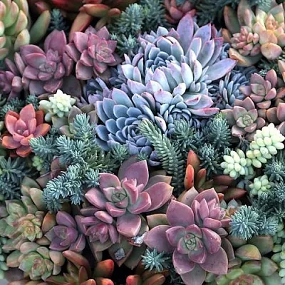 Суккуленты  Суккуленты в Пскове
