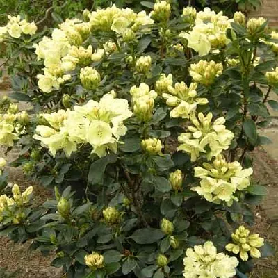 Рододендрон ГОЛДКРОН  Рододендрон ГОЛДКРОН в Пскове