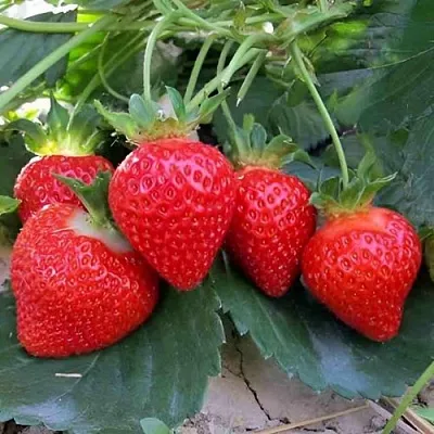 Клубника ТЕА  Клубника ТЕА в Пскове